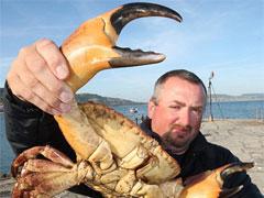 В Британии пойман краб-рекордсмен