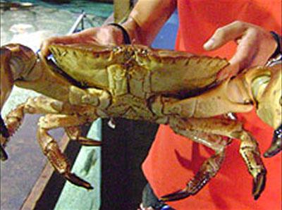 В Британии пойман краб-рекордсмен