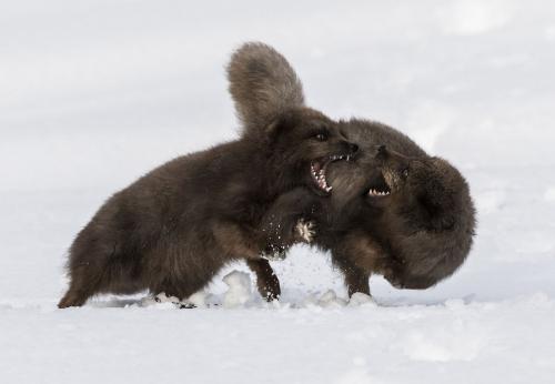 Фото с конкурса Sony World Photography Awards 2020