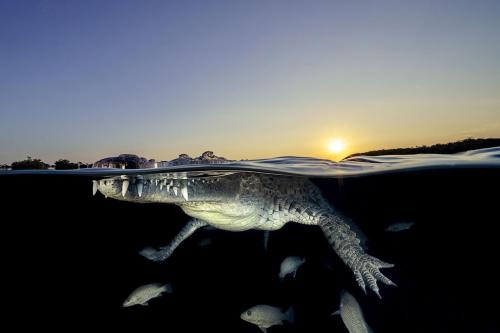 Фото с конкурса Sony World Photography Awards 2020