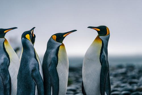 Фото с конкурса Sony World Photography Awards 2020