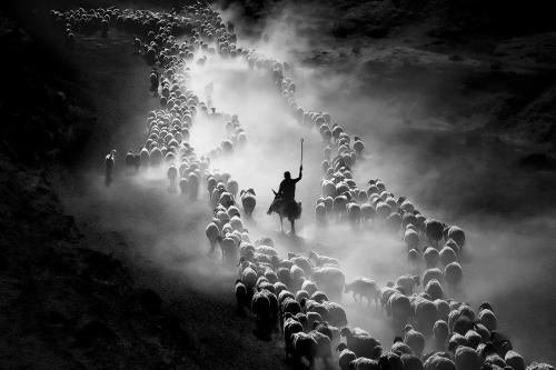 Фото с конкурса Sony World Photography Awards 2020