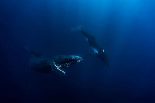 Фото с конкурса Sony World Photography Awards 2020