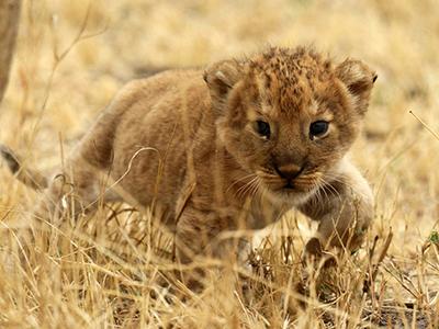 Лучшие фотографии природы 2012 года