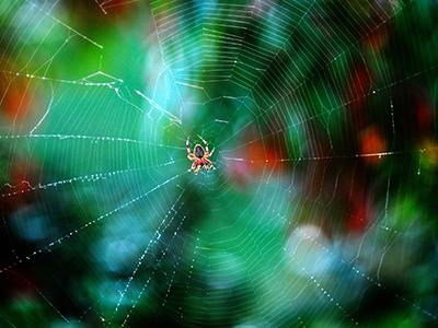 Лучшие фотографии природы 2012 года