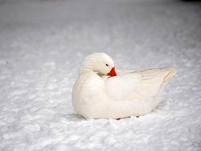 Лучшие фотографии природы 2012 года