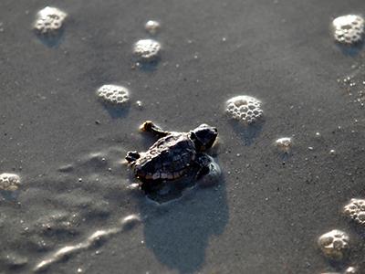 Лучшие фотографии природы 2012 года