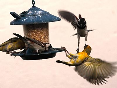 Лучшие фотографии природы 2012 года