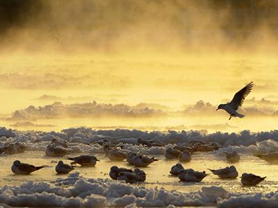 Лучшие фотографии природы 2012 года