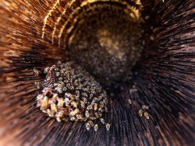 Лучшие фотографии природы 2012 года