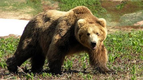 20 шокирующих нападений животных на человека