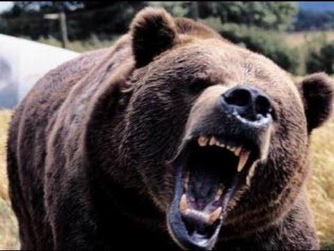 20 шокирующих нападений животных на человека