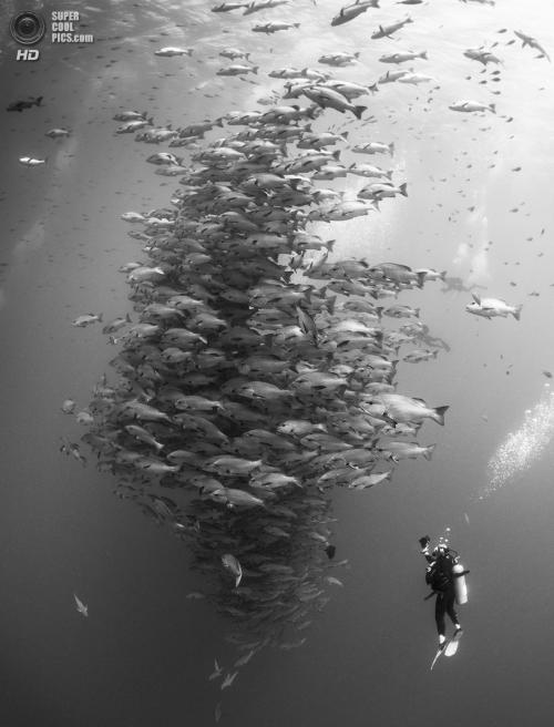 Лучшие работы конкурса подводной фотографии 2014 года