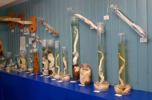 Самые странные музеи мира