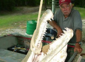 Гроза Карибов- рыба-крокодил