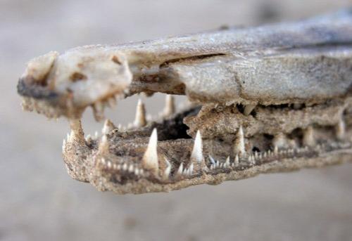 Гроза Карибов- рыба-крокодил