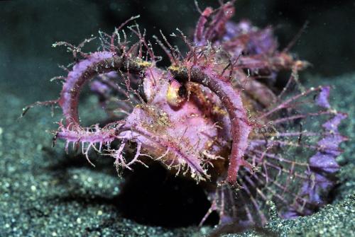 Десять самых необычных океанских рыб