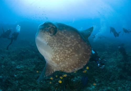 Десять самых необычных океанских рыб