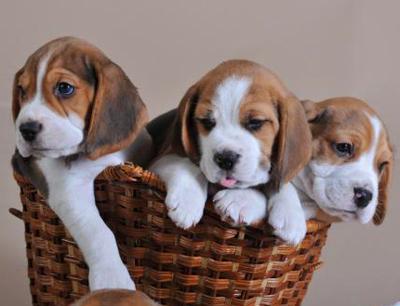 Опубликован топ-10 самых популярных собачьих пород