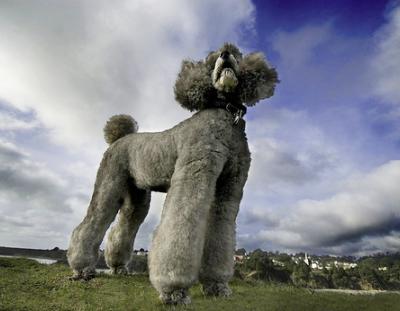 Опубликован топ-10 самых популярных собачьих пород