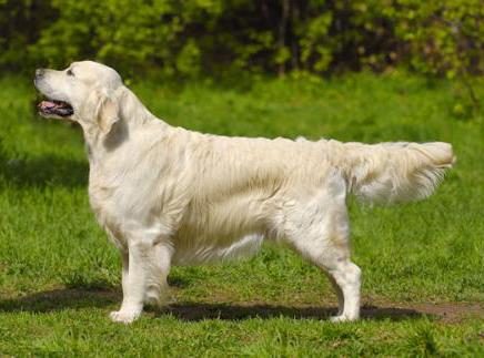 Опубликован топ-10 самых популярных собачьих пород