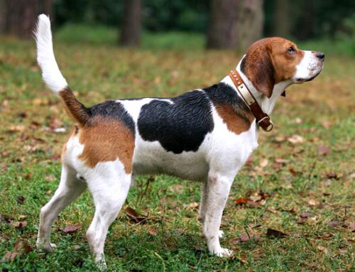 Опубликован топ-10 самых популярных собачьих пород