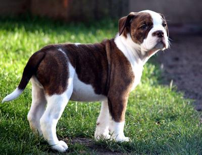 Опубликован топ-10 самых популярных собачьих пород