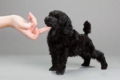 Опубликован топ-10 самых популярных собачьих пород