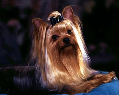 Опубликован топ-10 самых популярных собачьих пород