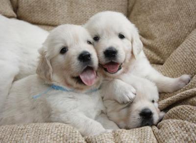 Опубликован топ-10 самых популярных собачьих пород