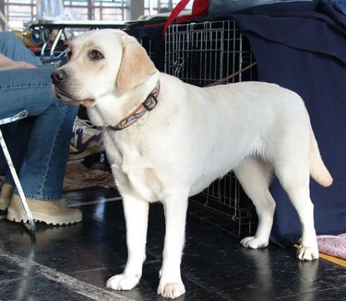 Опубликован топ-10 самых популярных собачьих пород