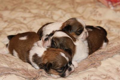 Опубликован топ-10 самых популярных собачьих пород