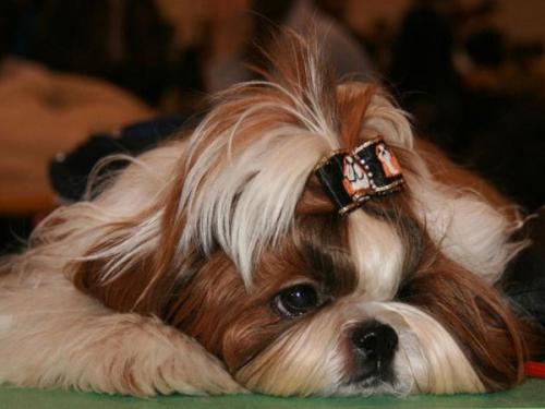 Опубликован топ-10 самых популярных собачьих пород