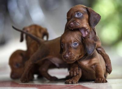 Опубликован топ-10 самых популярных собачьих пород