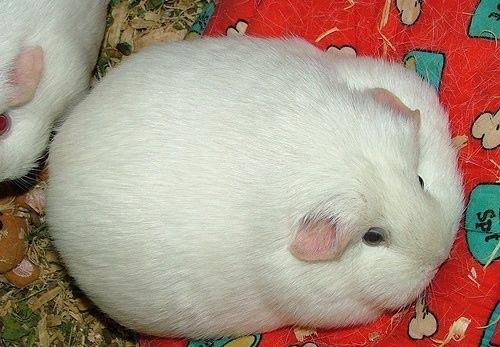 Самые толстые животные