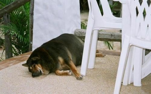 Самые толстые животные