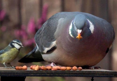 Самые толстые животные