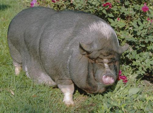 Самые толстые животные