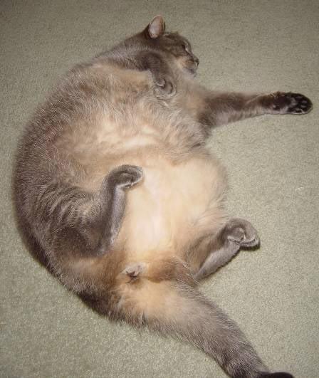 Самые толстые животные