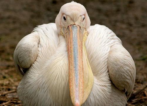 Самые толстые животные