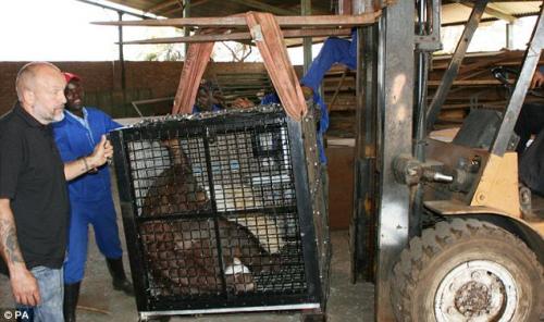 Самые толстые животные