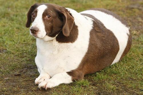 Самые толстые животные