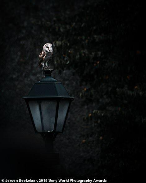 Лучшие работы Sony World Photography Awards 2019