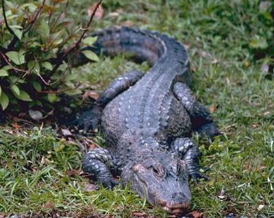 Люди, которые выжили в схватке с самыми опасными животными