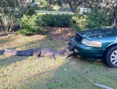 Люди, которые выжили в схватке с самыми опасными животными