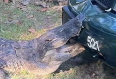 Люди, которые выжили в схватке с самыми опасными животными