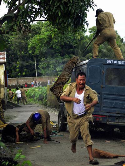 Люди, которые выжили в схватке с самыми опасными животными