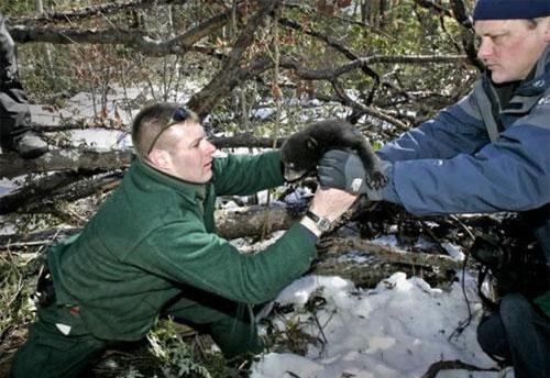 Энтузиасты спасли от гибели новорожденных медвежат