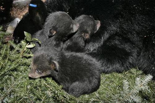 Энтузиасты спасли от гибели новорожденных медвежат