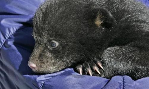 Энтузиасты спасли от гибели новорожденных медвежат